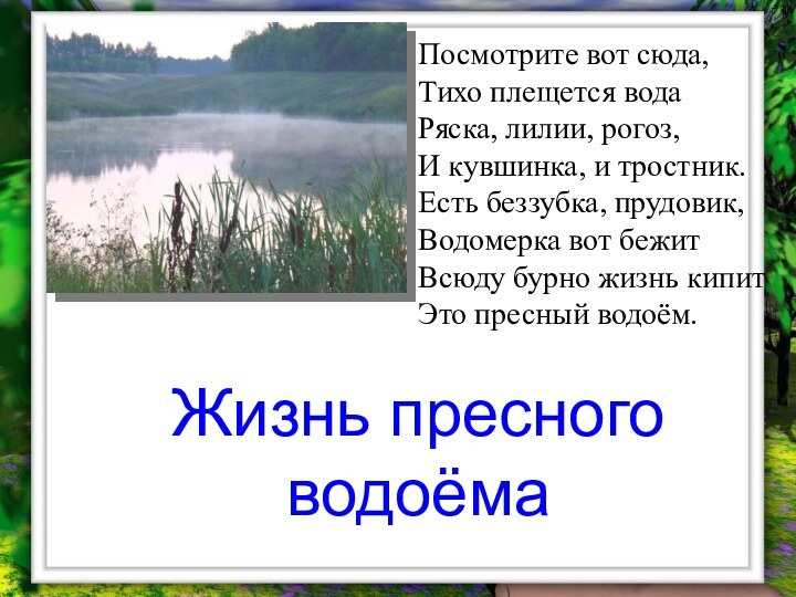 Жизнь пресного водоёмаПосмотрите вот сюда,  Тихо плещется вода     Ряска, лилии, рогоз, И