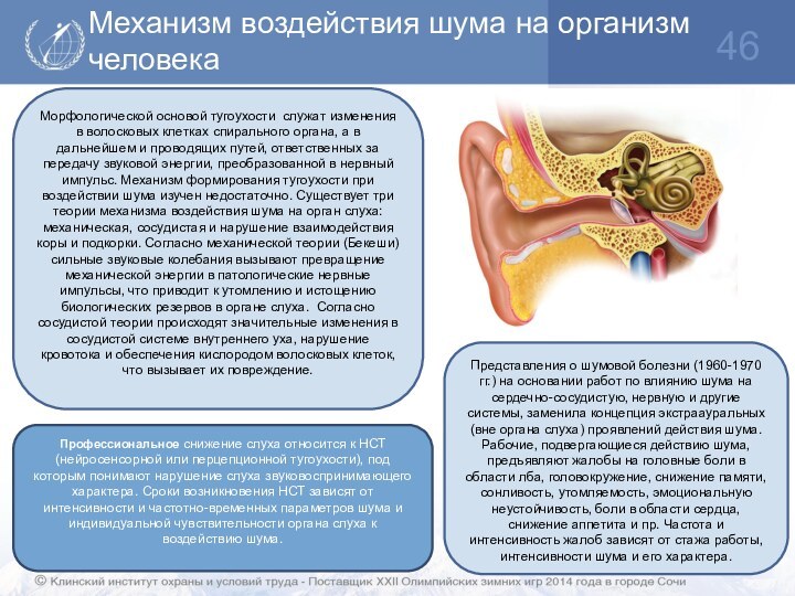 Механизм воздействия шума на организм человекаПрофессиональное снижение слуха относится к НСТ (нейросенсорной