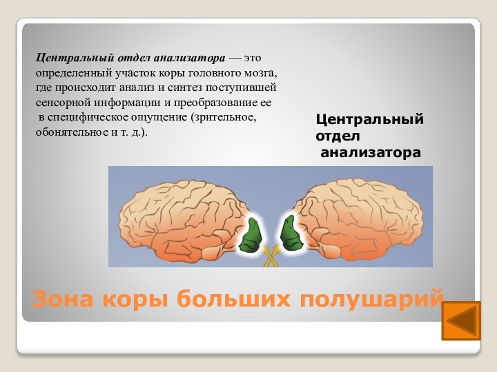 Зона коры больших полушарий Центральный отдел анализатора — это определенный участок коры