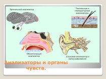 Анализаторы и органы чувств