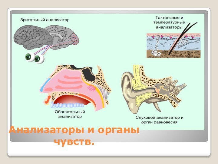 Анализаторы и органы чувств.