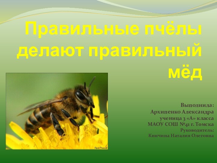 Правильные пчёлы делают правильный мёдВыполнила: Архипенко Александра ученица 3 «А» класса МАОУ