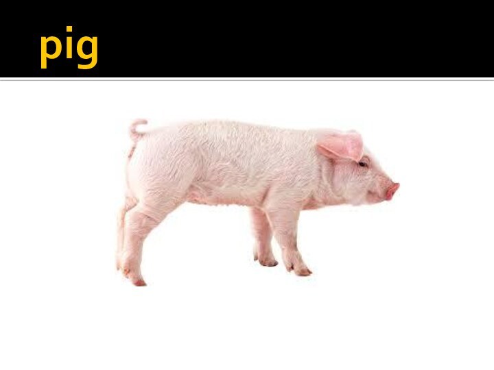 pig