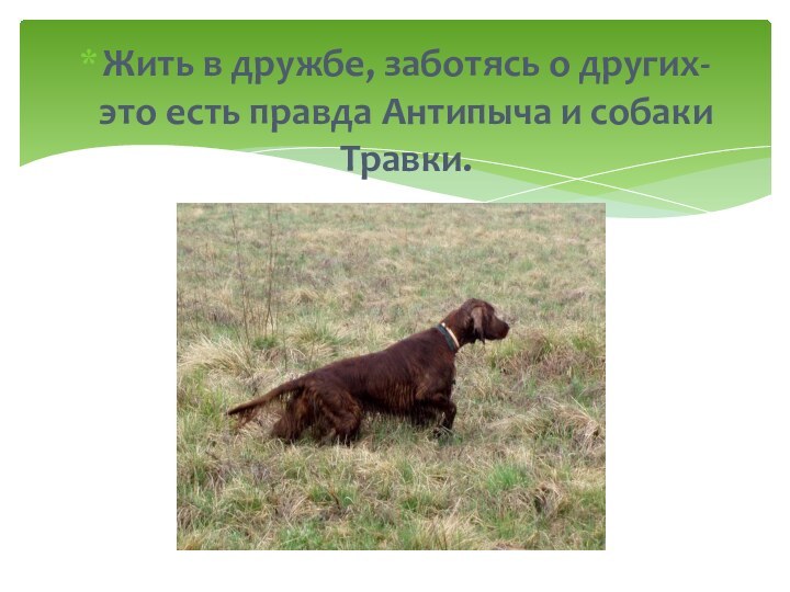 Жить в дружбе, заботясь о других- это есть правда Антипыча и собаки Травки.