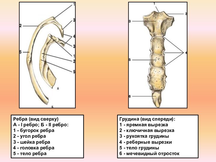Ребра (вид сверху)А - I ребро; Б - II ребро: 1 -