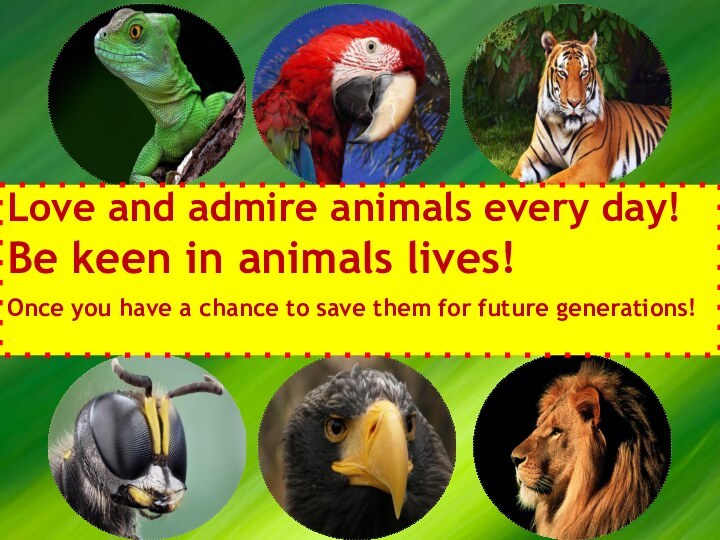 Love and admire animals every day!Be keen in animals lives!Once you have