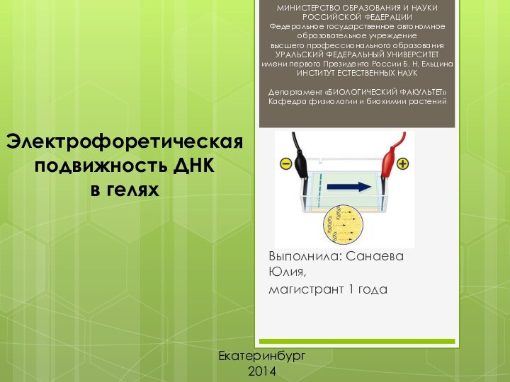 Электрофоретическая подвижность ДНК  в геляхВыполнила: Санаева Юлия,магистрант 1 годаМИНИСТЕРСТВО ОБРАЗОВАНИЯ И