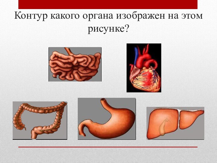 Контур какого органа изображен на этом рисунке?