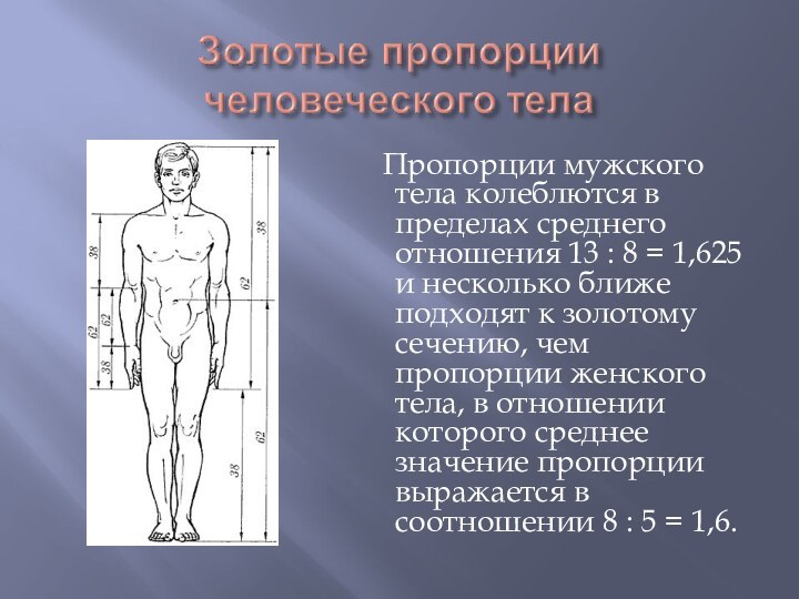 Пропорции мужского тела колеблются в пределах среднего отношения 13 :