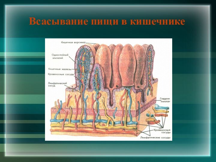 Всасывание пищи в кишечнике