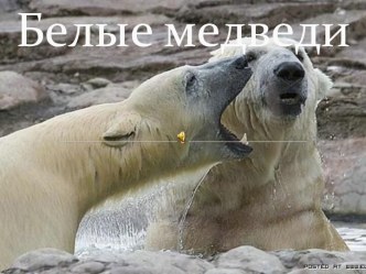 Белые медведи