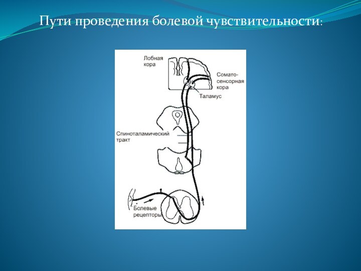 Латеральный спиноталамический