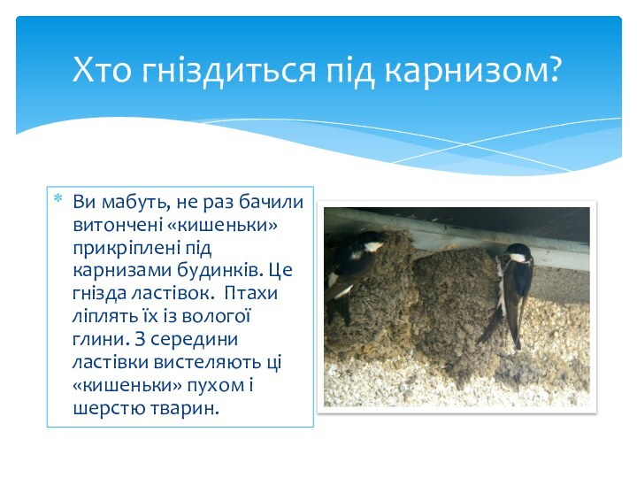 Хто гніздиться під карнизом?Ви мабуть, не раз бачили витончені «кишеньки» прикріплені під