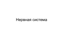 Нервная система и принципы ее работы