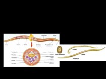 Тип: nematoda (Круглые черви) Класс: chromadorea(Нематоды)Отряд:  ascaridida (Аскариды)Семейство: ascarididae (Аскариды)Род: ascaris (Аскарида)Вид: ascaris lumbricoides (Аскарида человеческая)