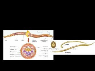 Тип: nematoda (Круглые черви) Класс: chromadorea(Нематоды)Отряд:  ascaridida (Аскариды)Семейство: ascarididae (Аскариды)Род: ascaris (Аскарида)Вид: ascaris lumbricoides (Аскарида человеческая)