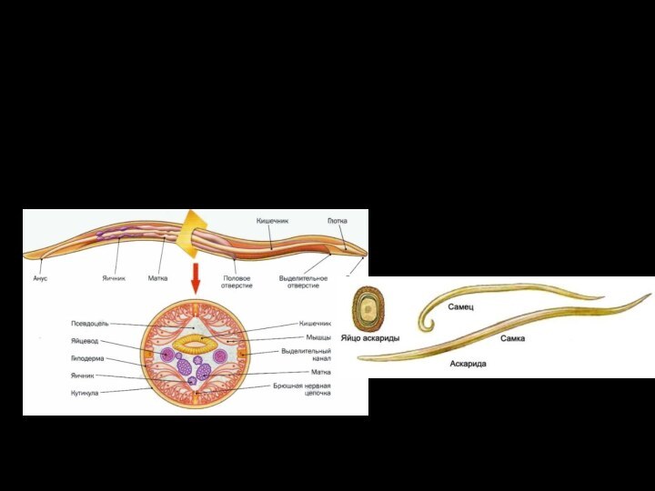 Тип: Nematoda (Круглые черви)  Класс: Chromadorea (Нематоды) Отряд: Ascaridida (Аскариды) Семейство: