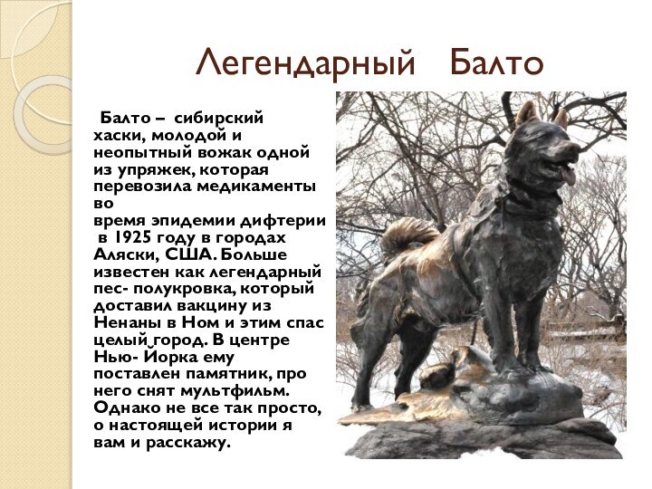 Легендарный  Балто	Балто – сибирский хаски, молодой и неопытный вожак одной из упряжек,