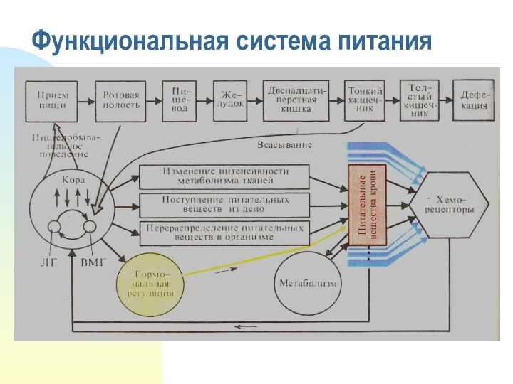 Функциональная система питания