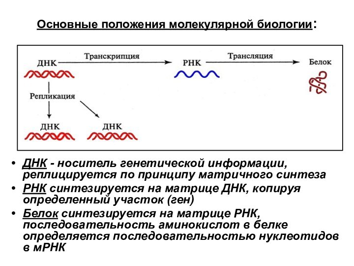 Основные положения молекулярной биологии:ДНК - носитель генетической информации, реплицируется по принципу матричного