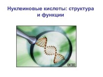 Нуклеиновые кислоты: структура и функции