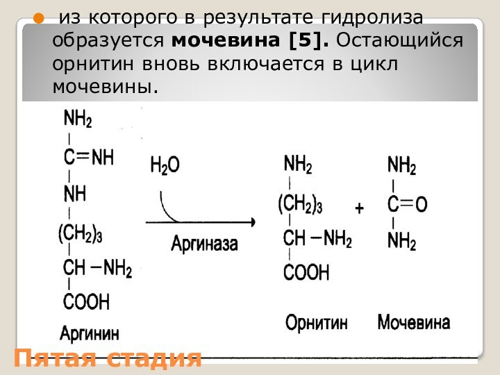 Пятая стадия из которого в результате гидролиза образуется мочевина [5]. Остающийся орнитин