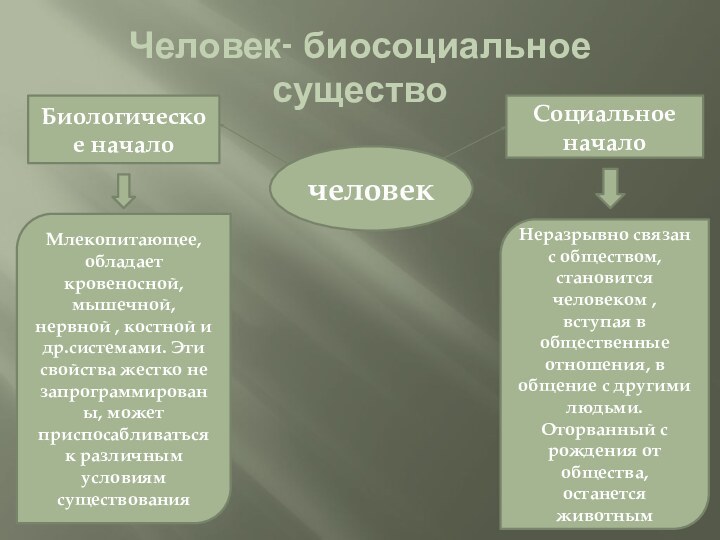 Человек- биосоциальное существочеловекБиологическое началоСоциальное началоМлекопитающее,обладает кровеносной, мышечной, нервной , костной и др.системами.