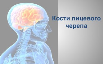 Кости лицевого черепа