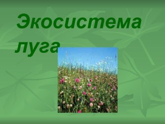 Экосистема луга