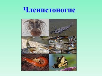 Членистоногие