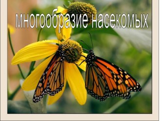 Многообразие насекомых