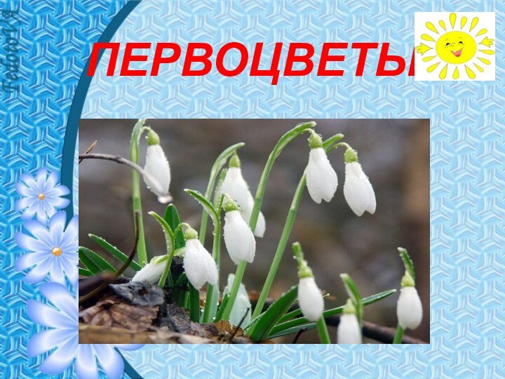 ПЕРВОЦВЕТЫ