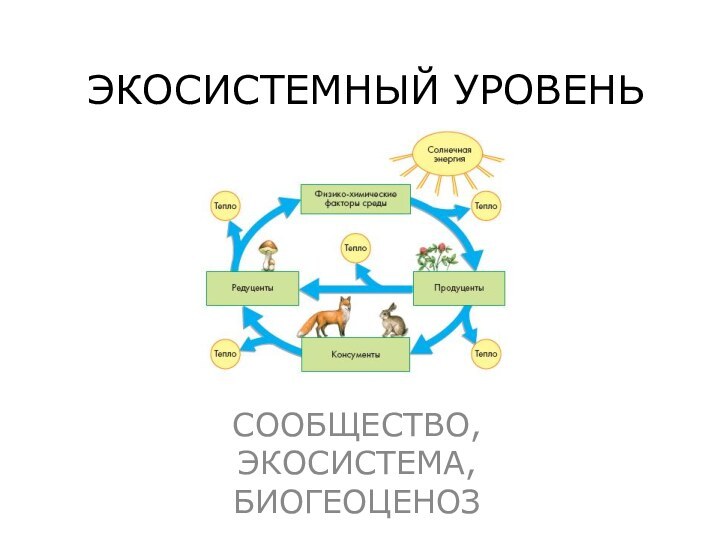 ЭКОСИСТЕМНЫЙ УРОВЕНЬСООБЩЕСТВО, ЭКОСИСТЕМА, БИОГЕОЦЕНОЗ