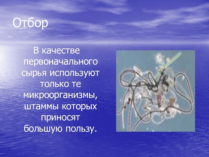 ОтборВ качестве первоначального сырья используют только те микроорганизмы, штаммы которых приносят большую пользу.