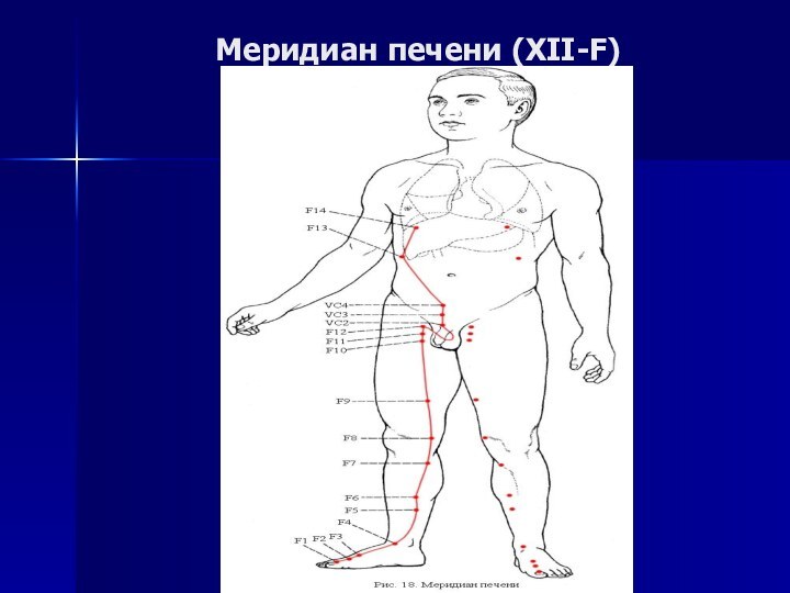 Меридиан печени (XII-F)