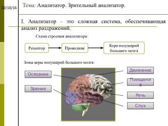 Анализатор. Зрительный анализатор