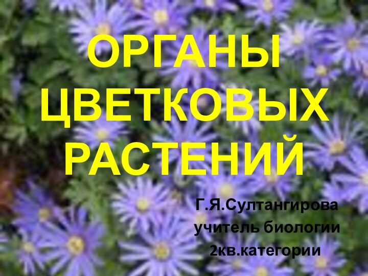 Органы цветковых растений Г.Я.Султангирова учитель биологии 2кв.категории