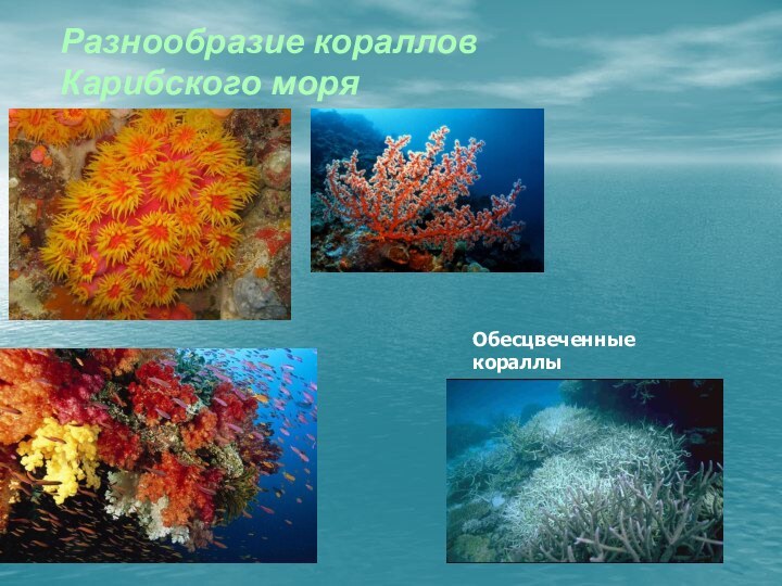 Разнообразие кораллов Карибского моряОбесцвеченные кораллы