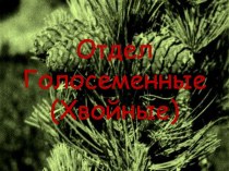 Отдел Голосеменные (Хвойные)