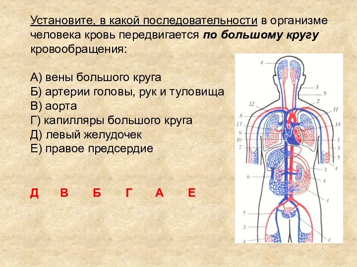 Установите, в какой последовательности в организме человека кровь передвигается по большому кругукровообращения:A)