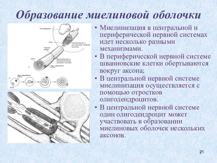 Образование миелиновой оболочкиМиелинизация в центральной и периферической нервной системах идет несколько разными