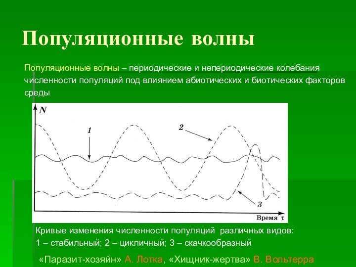 Популяционные волныКривые изменения численности популяций различных видов: 1 – стабильный; 2 – цикличный; 3