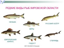 Редкие виды рыб Кировской области