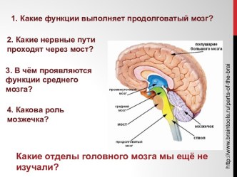 Функции переднего мозга