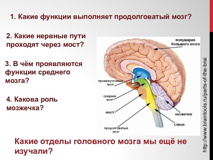 http://www.braintools.ru/parts-of-the-brainКакие отделы головного мозга мы ещё не изучали?1. Какие функции выполняет продолговатый