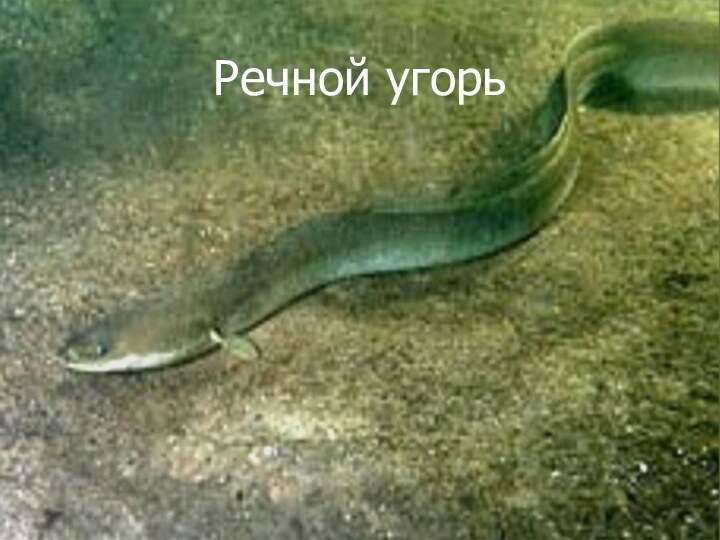 Речной угорь