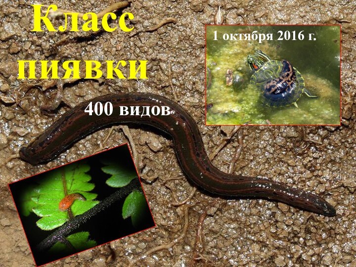 Класс пиявки400 видов