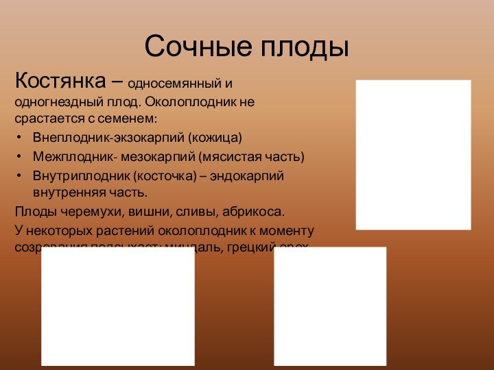 Костянка – односемянный и одногнездный плод. Околоплодник не срастается с семенем:Внеплодник-экзокарпий (кожица)Межплодник-