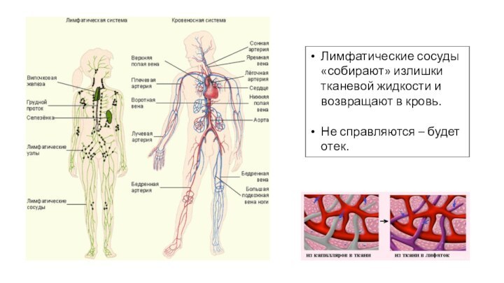 Лимфатические сосуды «собирают» излишки тканевой жидкости и возвращают в кровь.Не справляются – будет отек.