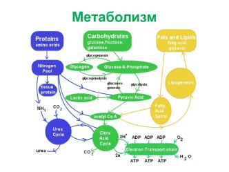 Метаболизм